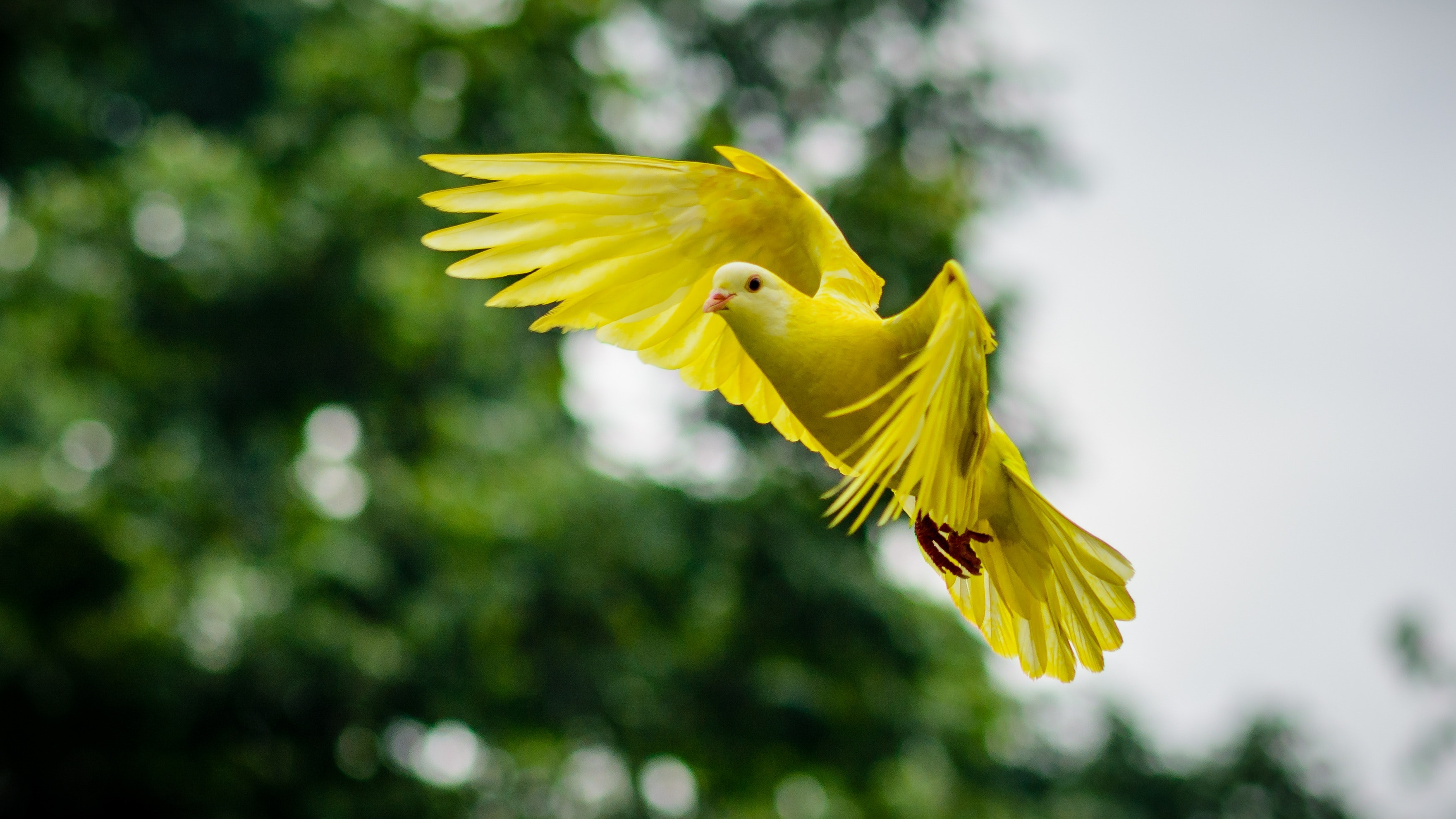 Bird Language Workshop | Wild Earth